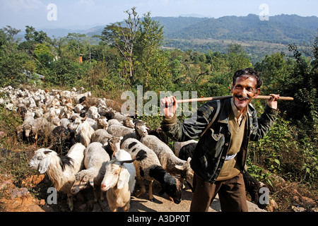 Indo-German-Changar-Eco-Development-Project, allevamento di ovini nei pressi di Gadian, Palampur, Himachal Pradesh, India Foto Stock