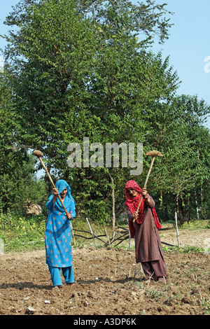 Indo-German-Changar-Eco-Development-Project, le donne che lavorano nei campi di Palampur, Himachal Pradesh, India Foto Stock