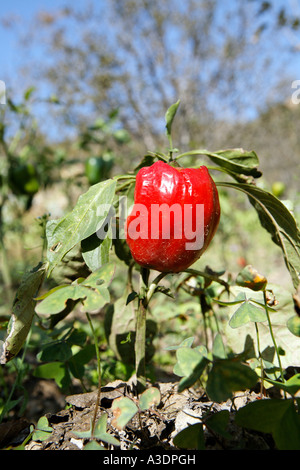 Red bell papper marciume sull'albero, perché frutto rosso non sono nella domanda, Matiyama, Himachal Pradesh, India Foto Stock