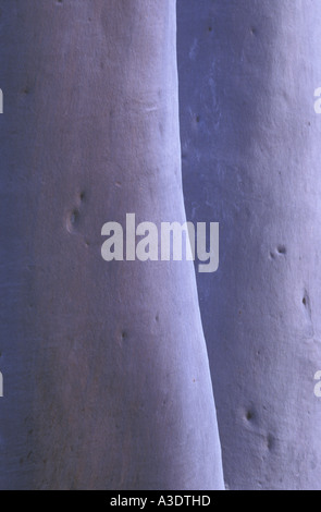 Close-up di tronchi di due Ghost Gum trees (Eucalyptus laeliae), Australia Foto Stock