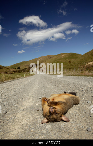 Nuova Zelanda, un opossum morto (Trichosurus volpetta) nel mezzo di una strada di ghiaia, verdi colline in background Foto Stock