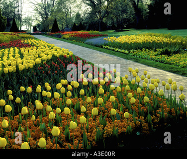 Tulipani gialli a fioritura Longwood Gardens, ex Du Pont Country Estate, In Kennett Square, Pennsylvania, STATI UNITI D'AMERICA Foto Stock