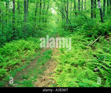 Sentiero escursionistico nel punto Shuman Area Naturale, Lago Wallenpaupack, Pocono Mountains, Pennsylvania (Wayne County), STATI UNITI Foto Stock