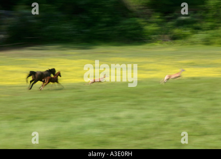 Mare e puledro a caccia di due coda bianca di cervi Thoroughbred Horse Farm in Chester County, Pennsylvania, STATI UNITI D'AMERICA Foto Stock