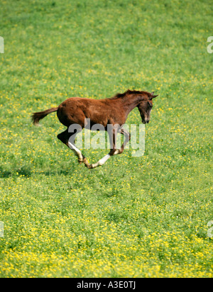Grintosa colt running & giocando su Thoroughbred Horse Farm in Chester County, Pennsylvania, STATI UNITI D'AMERICA Foto Stock