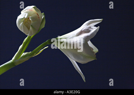 AMARYLLIS HYPPEASTRUM bella bianco apple blossom Amaryllis fiori con fiori aperti e bud contro uno sfondo blu Foto Stock