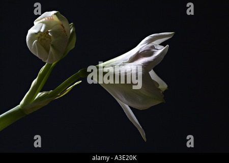 AMARYLLIS HYPPEASTRUM bella bianco apple blossom Amaryllis fiori con fiori aperti e bud contro uno sfondo blu scuro Foto Stock