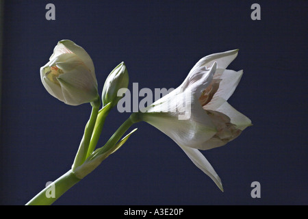 AMARYLLIS HYPPEASTRUM bella bianco apple blossom Amaryllis fiori con fiori aperti e bud contro uno sfondo blu Foto Stock