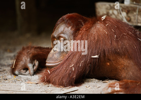 Orang-Utan (Pongo pygmaeus) in Tanjung Putting parco nazionale, Central-Kalimantan, Borneo, Indonesia Foto Stock