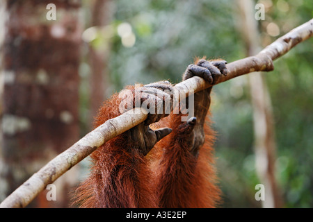 Orang-Utan (Pongo pygmaeus) in Tanjung Putting parco nazionale, Central-Kalimantan, Borneo, Indonesia Foto Stock