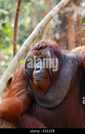 Orang-Utan (Pongo pygmaeus) in Tanjung Putting parco nazionale, Central-Kalimantan, Borneo, Indonesia Foto Stock