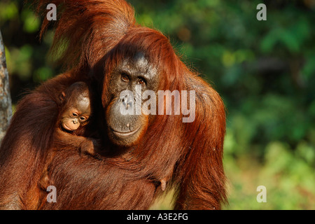 Orang-Utan (Pongo pygmaeus) in Tanjung Putting parco nazionale, Central-Kalimantan, Borneo, Indonesia Foto Stock