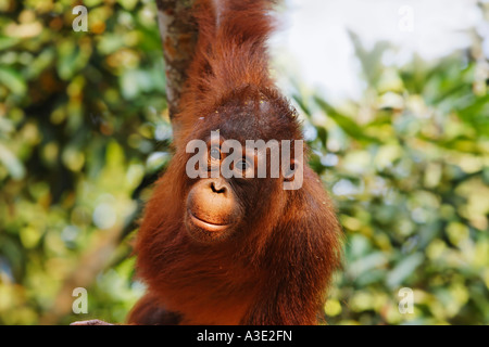 Orang-Utan (Pongo pygmaeus) in Tanjung Putting parco nazionale, Central-Kalimantan, Borneo, Indonesia Foto Stock