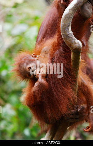 Orang-Utan (Pongo pygmaeus) in Tanjung Putting parco nazionale, Central-Kalimantan, Borneo, Indonesia Foto Stock