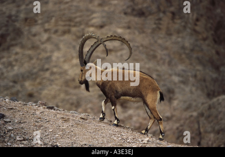 Ibex Nubiano (Capra ibex nubiana) maschio camminando lungo il crinale, Israele Foto Stock