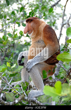 Maschio di scimmia proboscide si siede nella foresta di mangrovie Bako National Park Sarawak Borneo Malaysia Foto Stock
