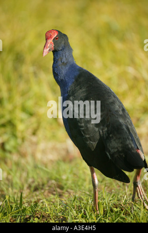 Nuova Zelanda bird Pukeko (Purple Swamphen) passeggiate sull'erba Foto Stock