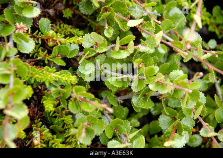 Nana Betula Betulla nana con Crowberry Empetrum nigrum Empetrum hermaphroditum Eastgreenland Foto Stock