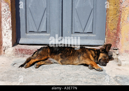 Cane a pelo, Oia - Santorini, Grecia Foto Stock