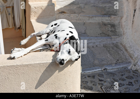 Cane a pelo, Oia - Santorini, Grecia Foto Stock