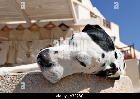 Cane a pelo, Oia - Santorini, Grecia Foto Stock