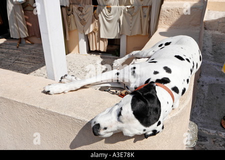 Cane a pelo, Oia - Santorini, Grecia Foto Stock