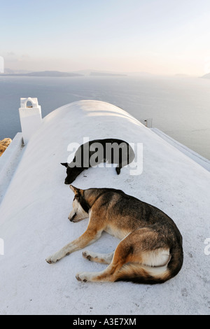 Dogs addormentato, Oia - Santorini, Grecia Foto Stock