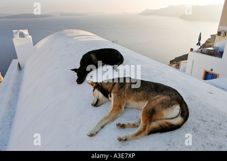 Dogs addormentato, Oia - Santorini, Grecia Foto Stock