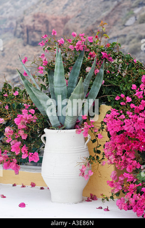Agave e bouganville (bougainvillea), Oia - Santorini, Grecia Foto Stock