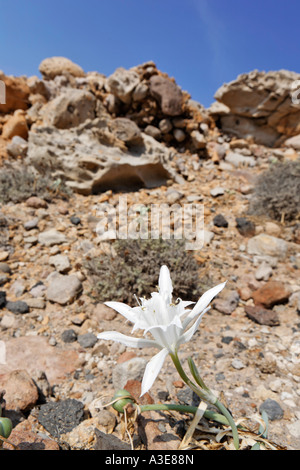 Sea daffodil o giglio di mare (Pancratium maritimum), kavos akrotiri, Santorini, Grecia Foto Stock