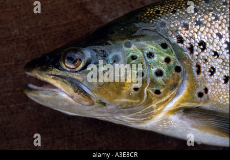 Brown Trout closeup Australia Foto Stock