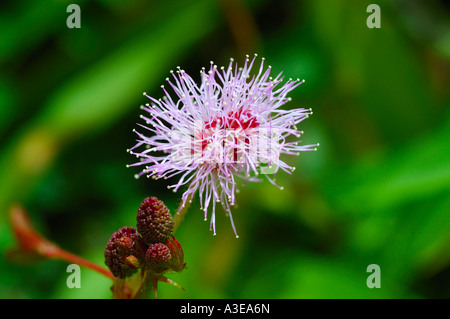 Fioritura di piante sensibili, Mimosa pudica Maurizio Foto Stock