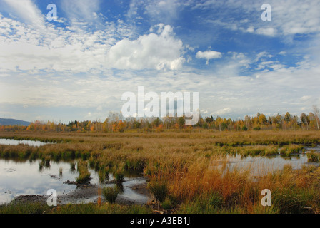 Inondati ex torba campi di data mining ricoperta con erba reed nella collezione autunno colori, Baviera, Germania Foto Stock