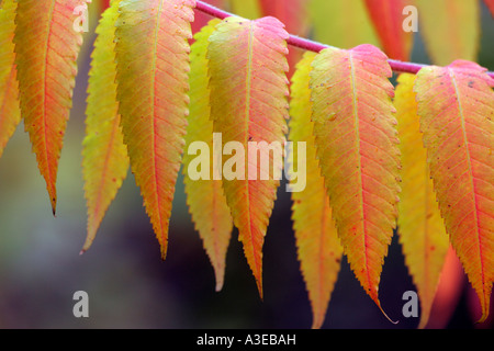 Feste di addio al celibato il corno sumach in autunno (Rhus typhina) (Rhus hirta) Foto Stock