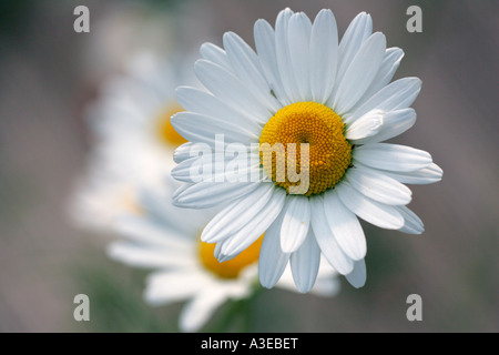 Luna daisy - occhio di bue-daisy - fioritura (Leucanthemum vulgaris) Foto Stock