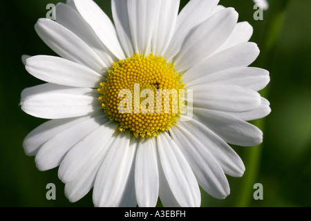 Luna daisy - occhio di bue-daisy - fioritura (Leucanthemum vulgaris) Foto Stock