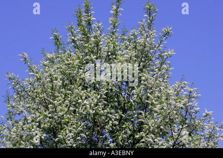 Fioritura bird ciliegio (Prunus padus) Foto Stock