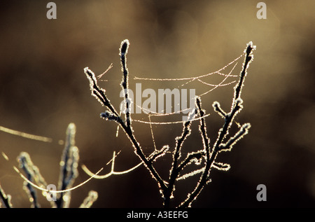 Frost White su un un piccolo arbusto con resti di una tela di ragno nella luce del mattino Foto Stock