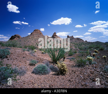 Cabeza Prieta National Wildlife Refuge, Arizona, Stati Uniti d'America Foto Stock