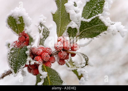 Hoarfrosted bacche rosse di agrifoglio (Ilex aquifolium) Foto Stock