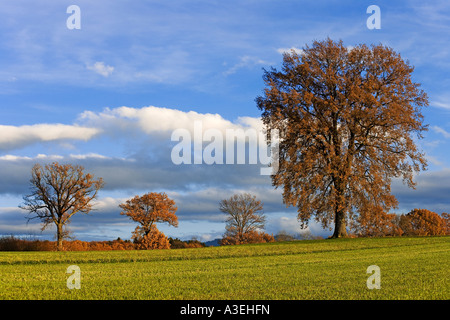 Farnie (Quercus robur) in autunno, Svizzera Foto Stock