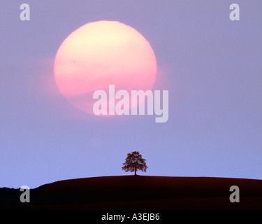 DE - Baviera: Tramonto sul singolo albero Foto Stock