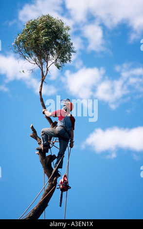 Arborist, Australia Foto Stock