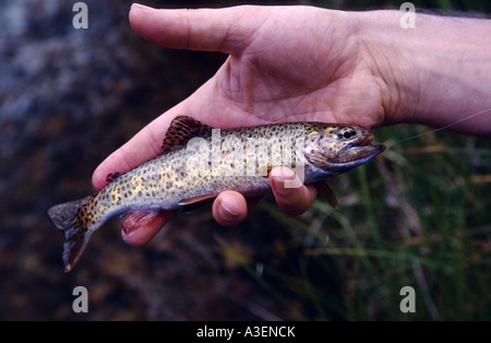 Trota di fiume, Nuovo Galles del Sud, Australia Foto Stock