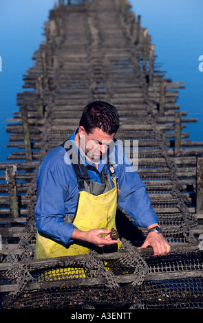 Oyster farm Australial Tasmania Foto Stock