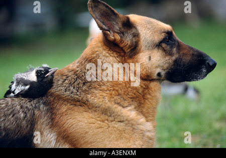 Cane con bambino orfano gazza, Australia Foto Stock