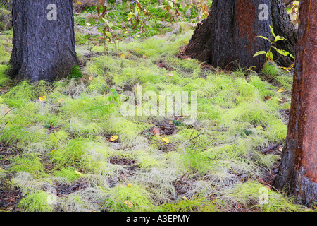 Pino bianco piantine Foto Stock