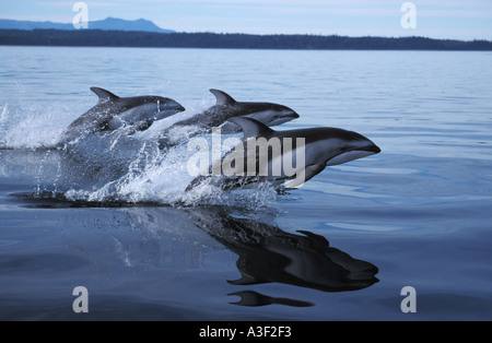 Foto NB 44 Pacific facciata bianca delfini Lagenorhynchus obliquidens foto Copyright Brandon Cole Foto Stock