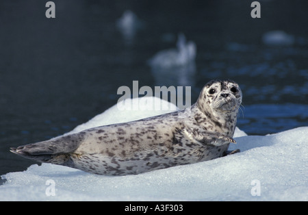 Foto GD 308 Harbor Seal pup Phoca vitulina foto Copyright Brandon Cole Foto Stock