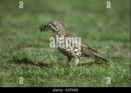 MISTLE THRUSH Turdus viscivorus materiale nido Foto Stock